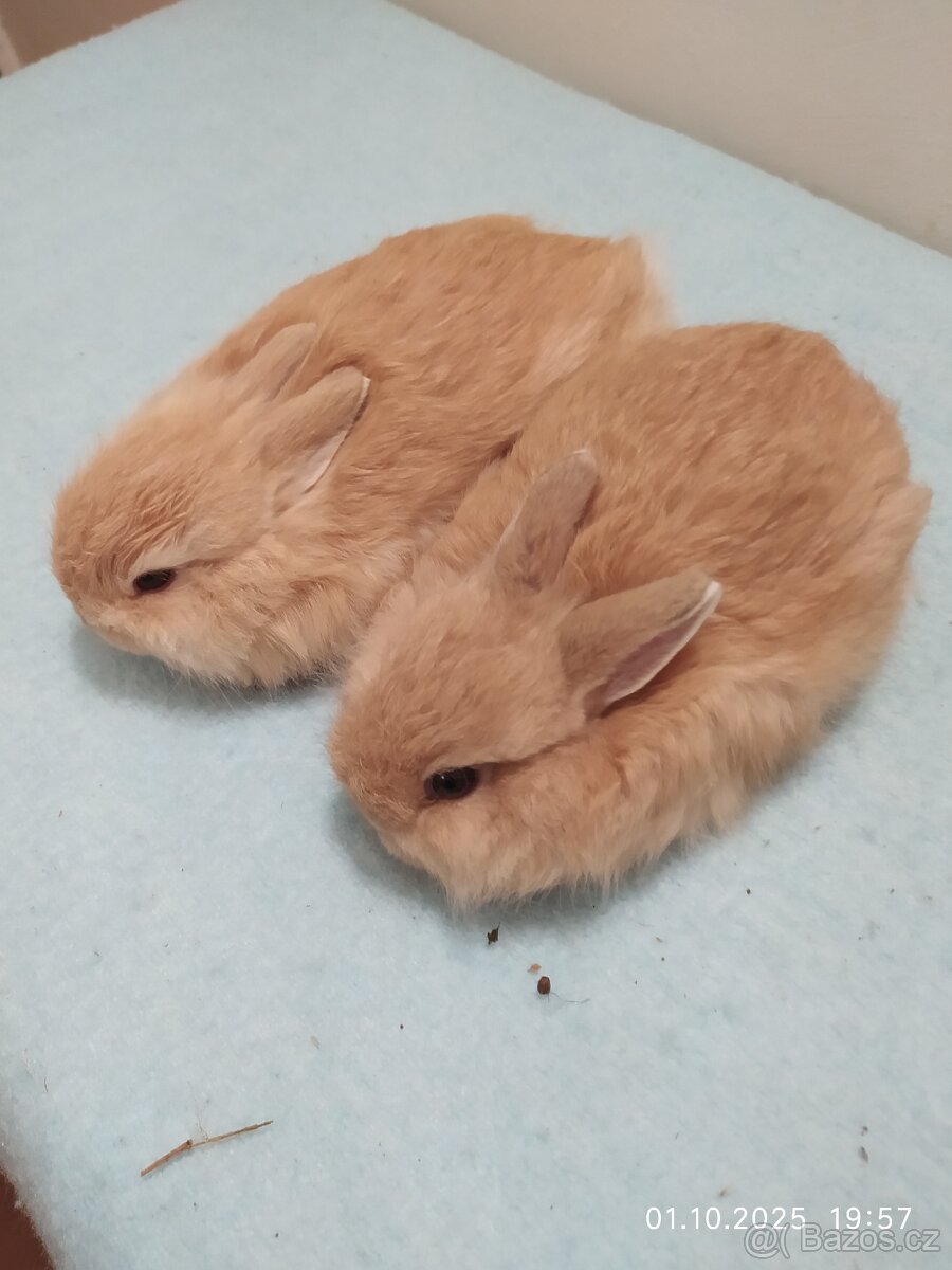 Zakrslí králíčci - 8