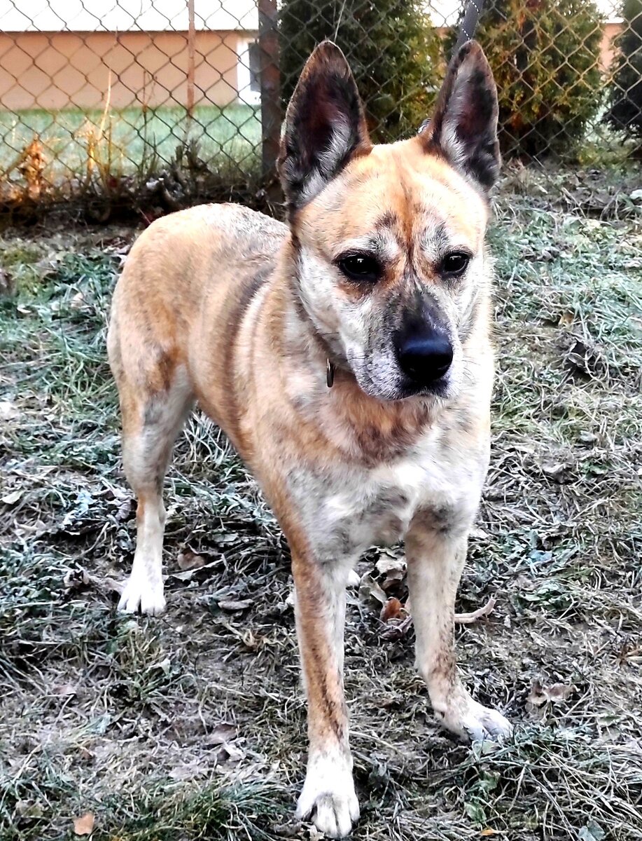 Evelyn hledá domov - 8