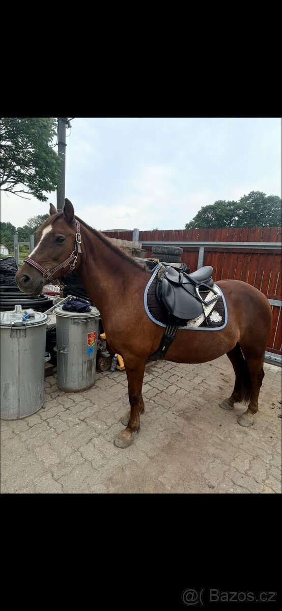 Welsh pony A - 8