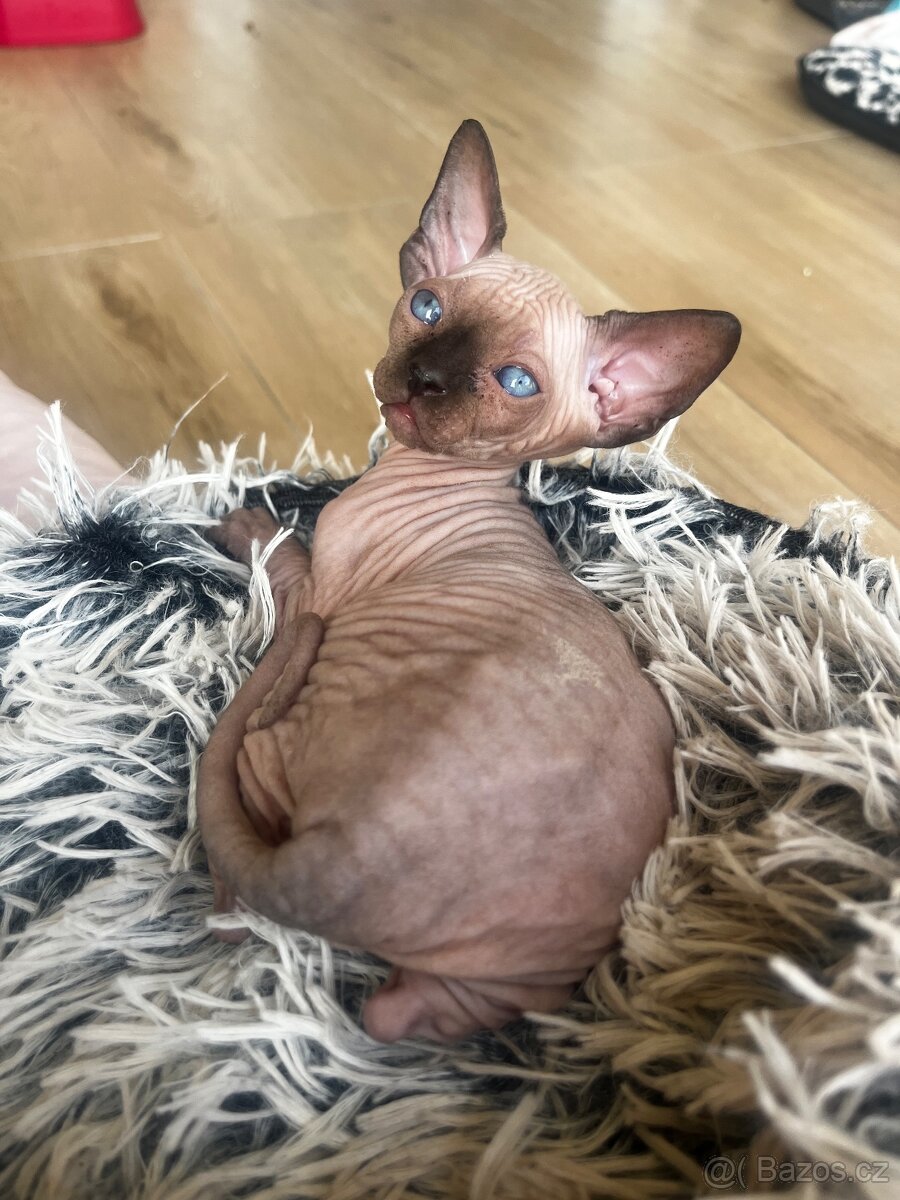Kanadský sphynx - 8