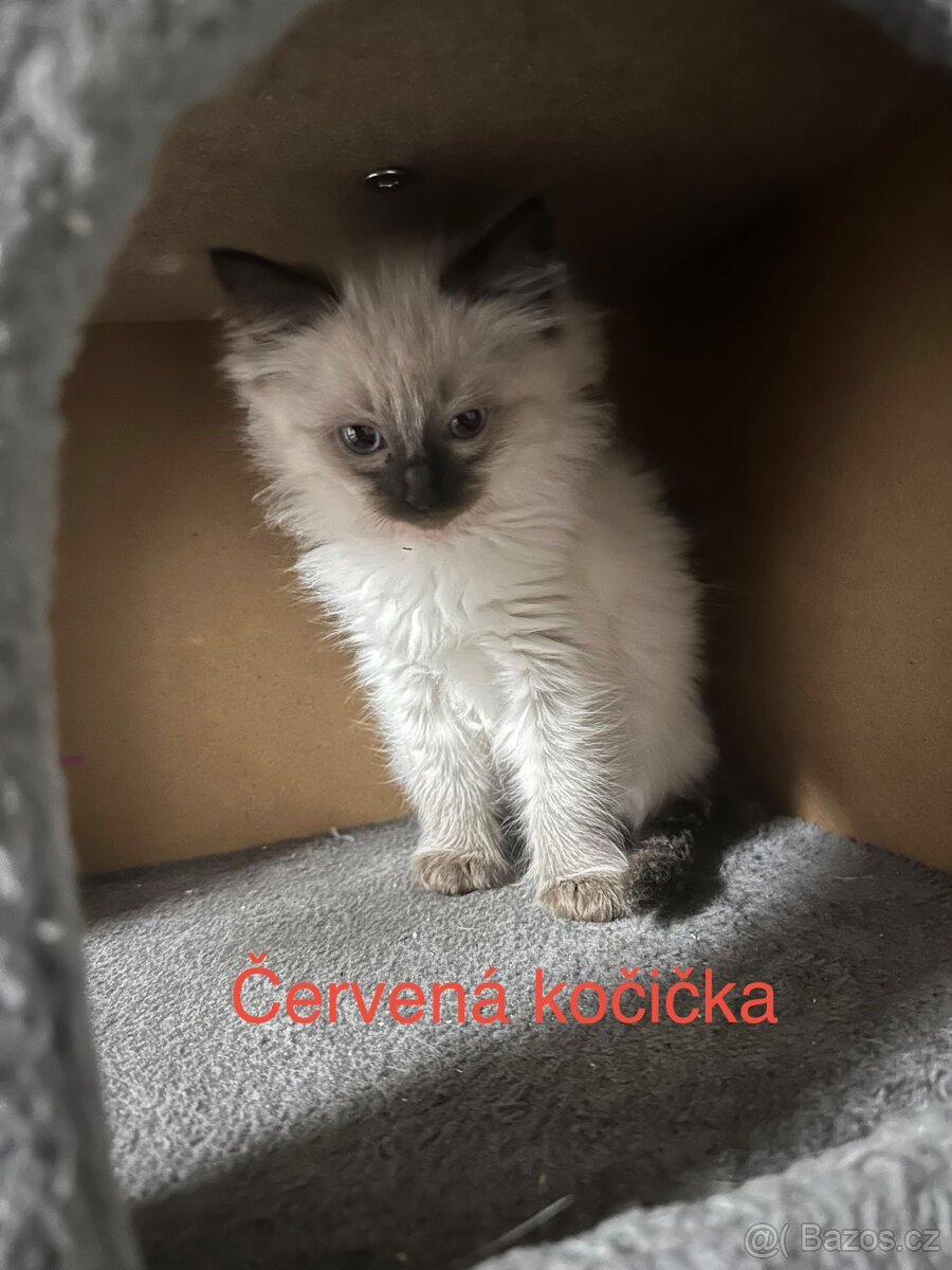 Koťátka Ragdoll - 8