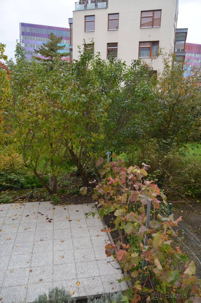 Pronájem samostatné kanceláře 28. pluku Praha 10 Vršovice - 8