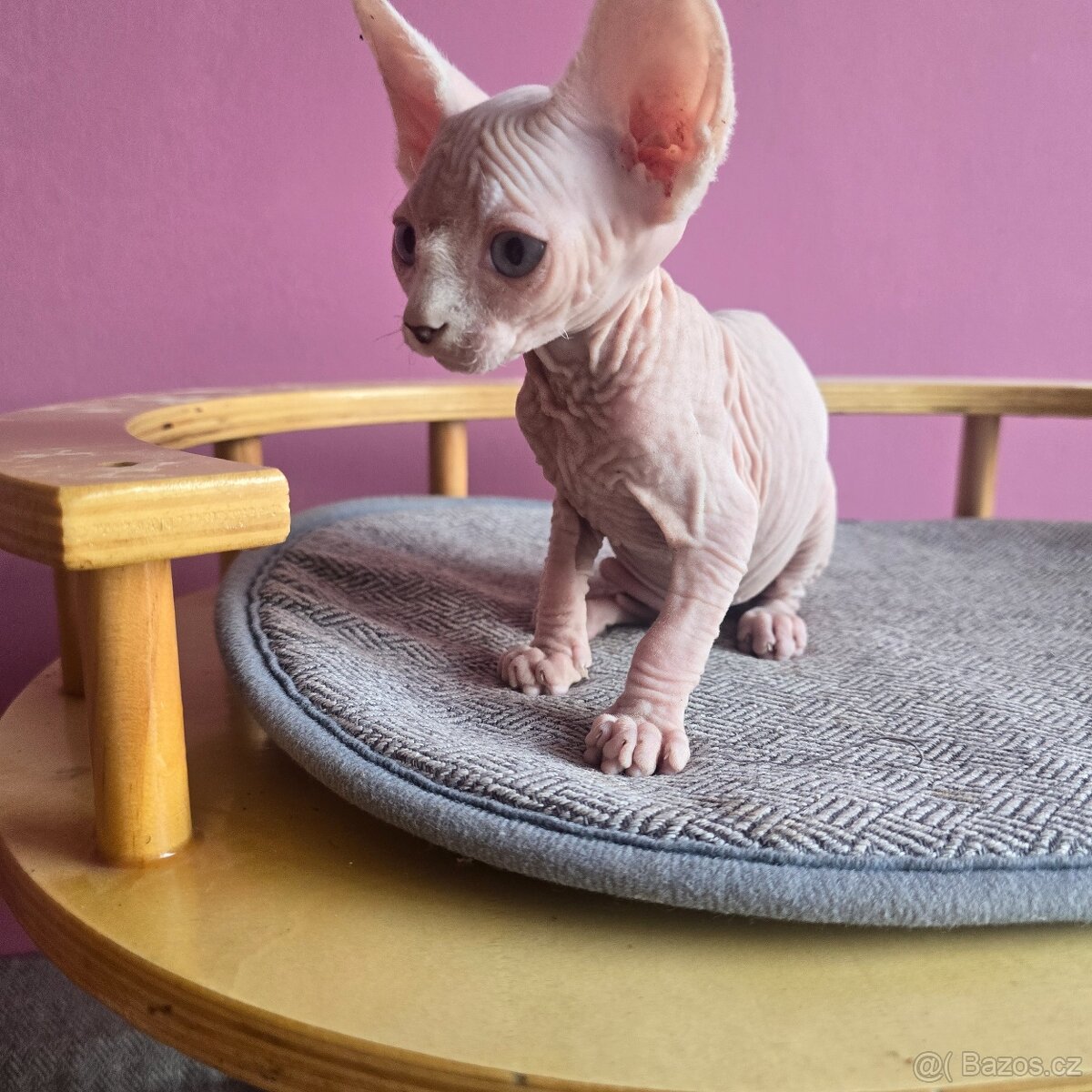 Kanadský sphynx bez PP - 8