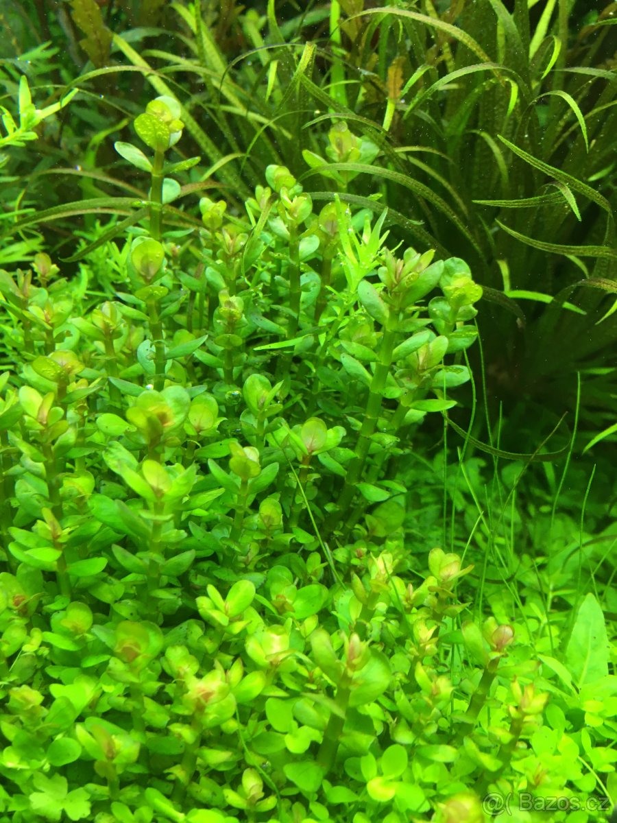 Čerstvé akvarijní rostliny – Výhodné ceny a odborné tipy - 8