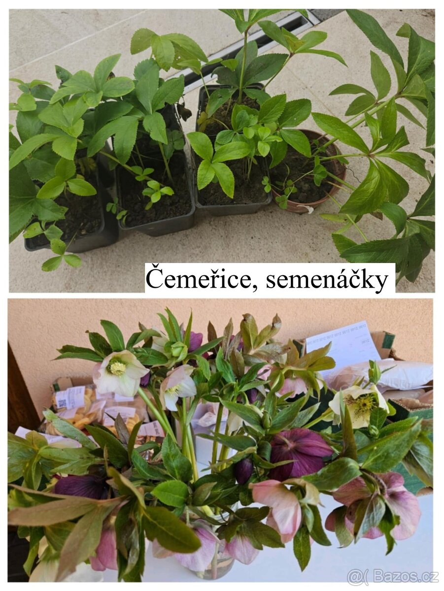 Přebytky ze zahrady - 8