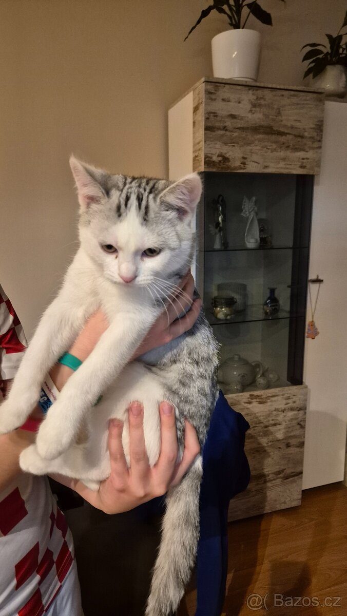 Britská koťátka - 8