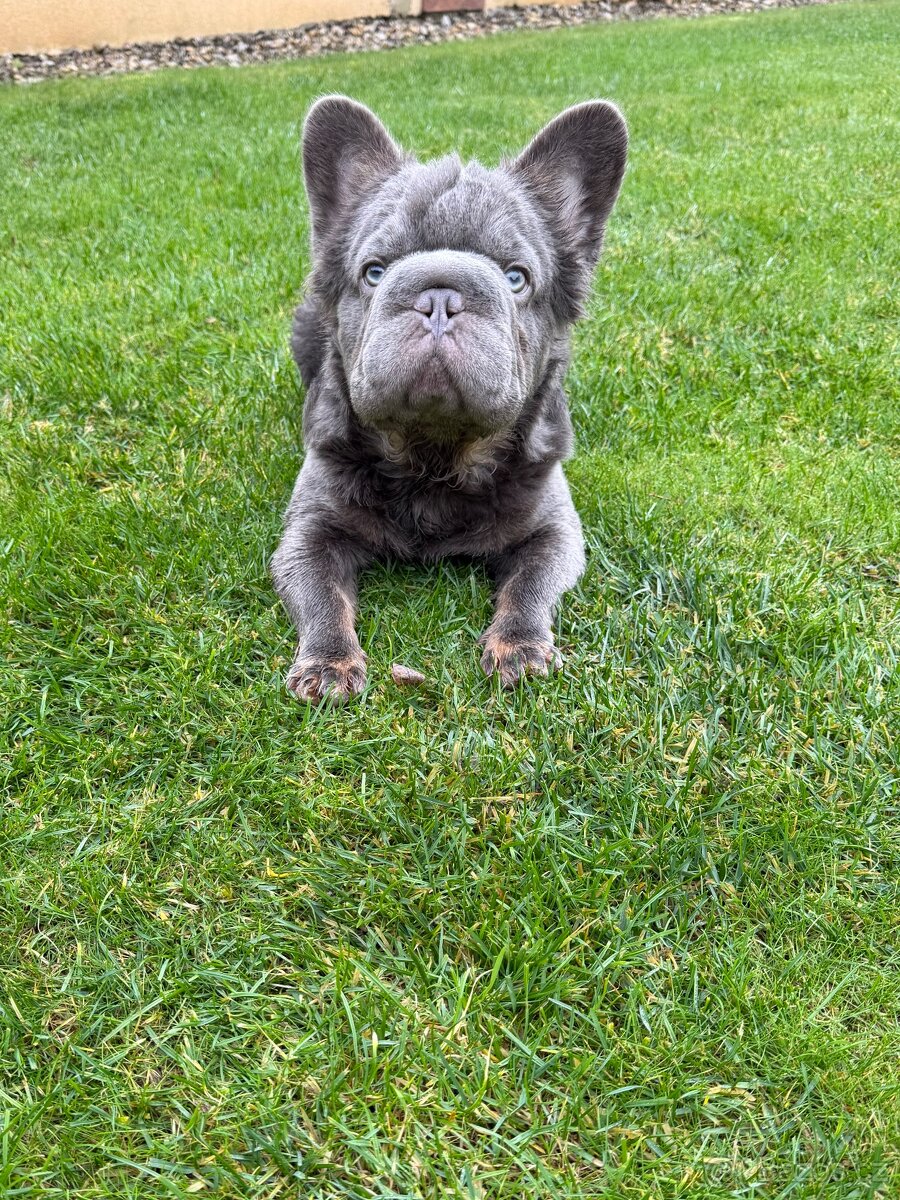 Francouzsky buldoček fluffy big rope pes a fenka - 8
