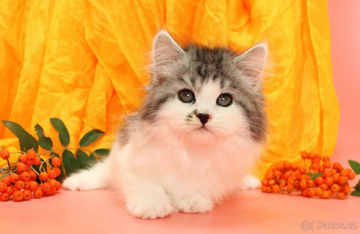 Sibiřská kočka - 8