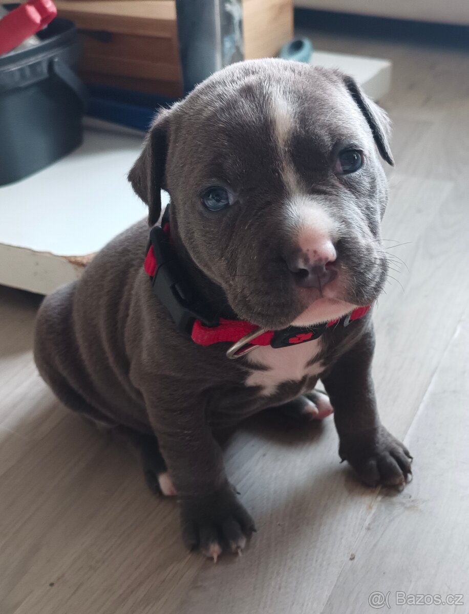 Štěňátka stafordšírský teriér - 8