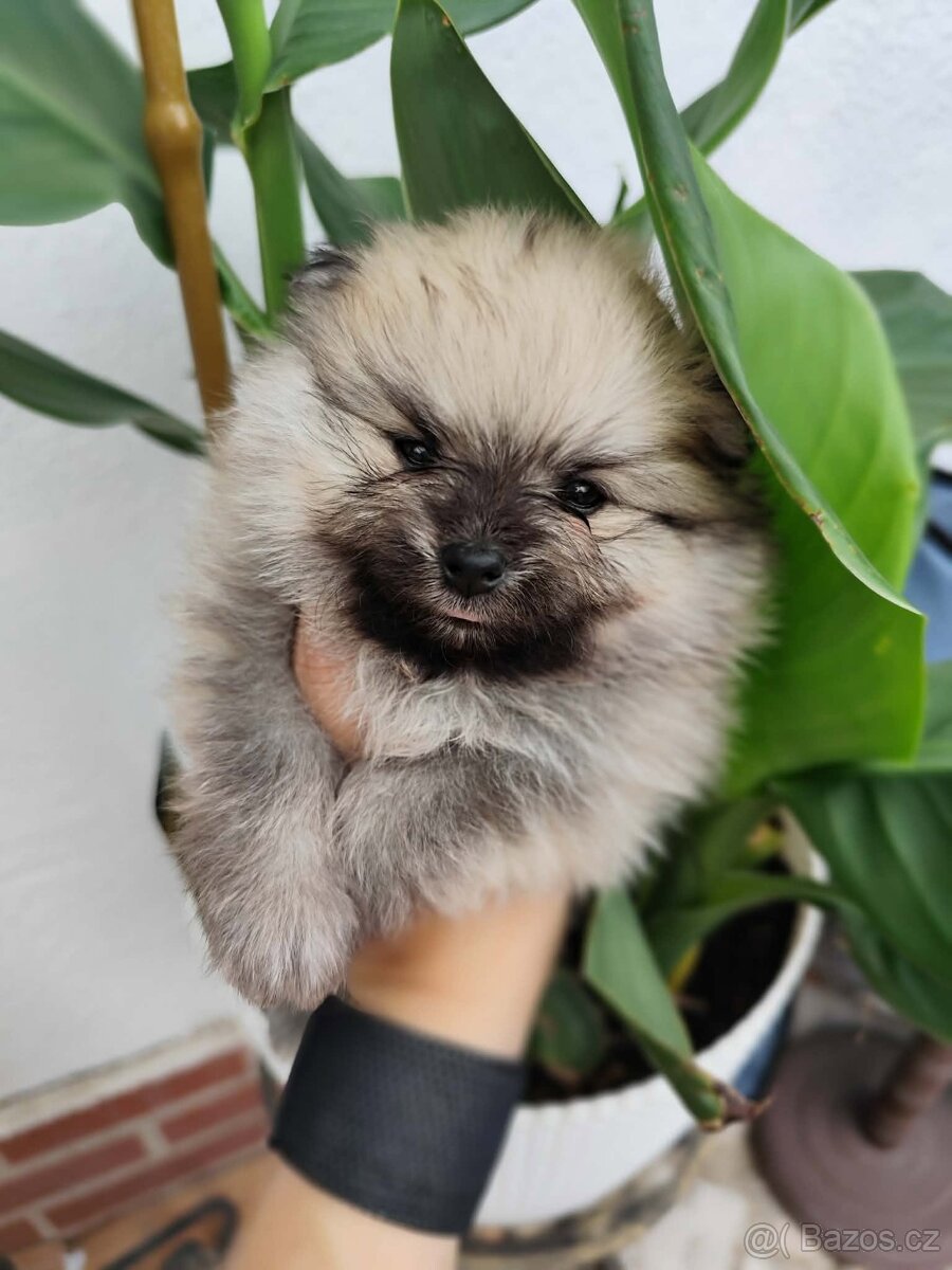 Pomeranian s PP - 8
