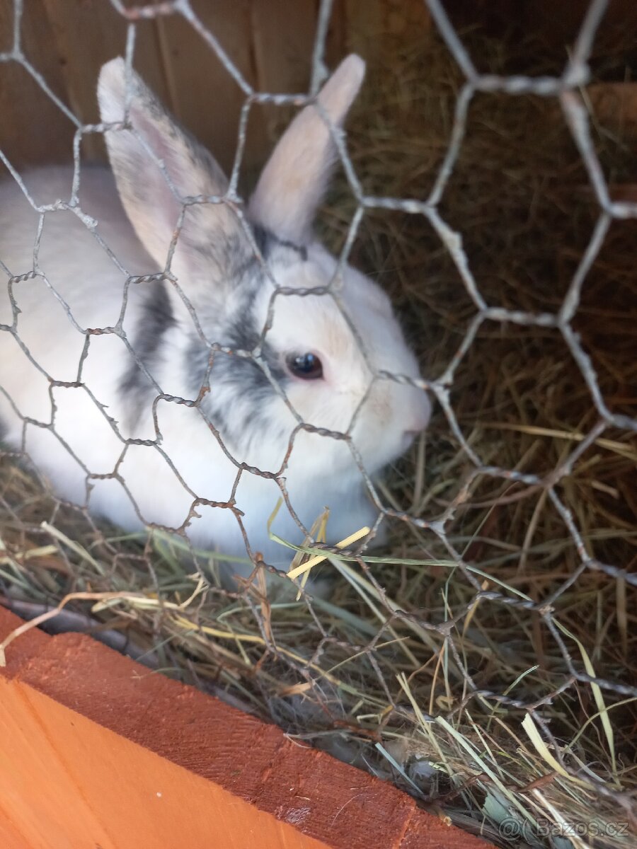 Daruji polozakrslého králíka - 8