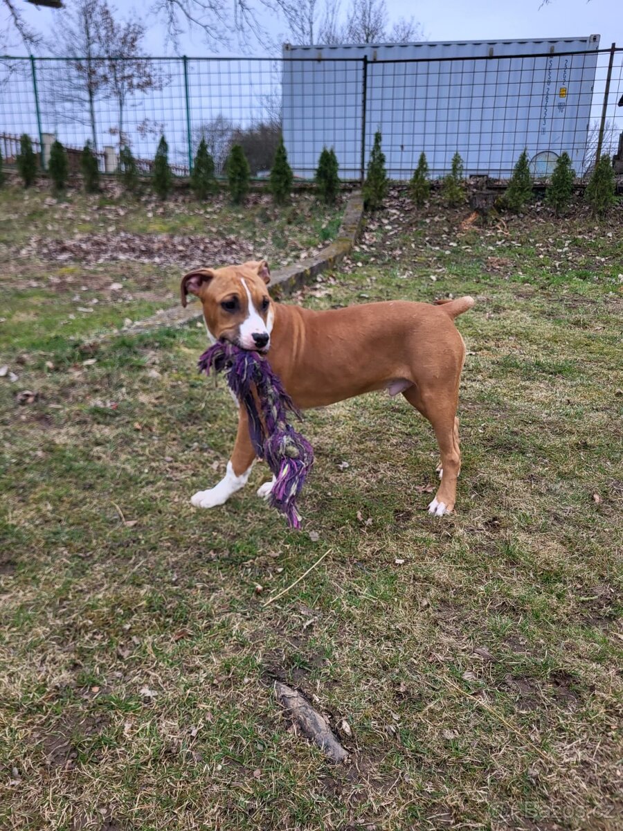 Americký stafordšírský teriér s PP - 8