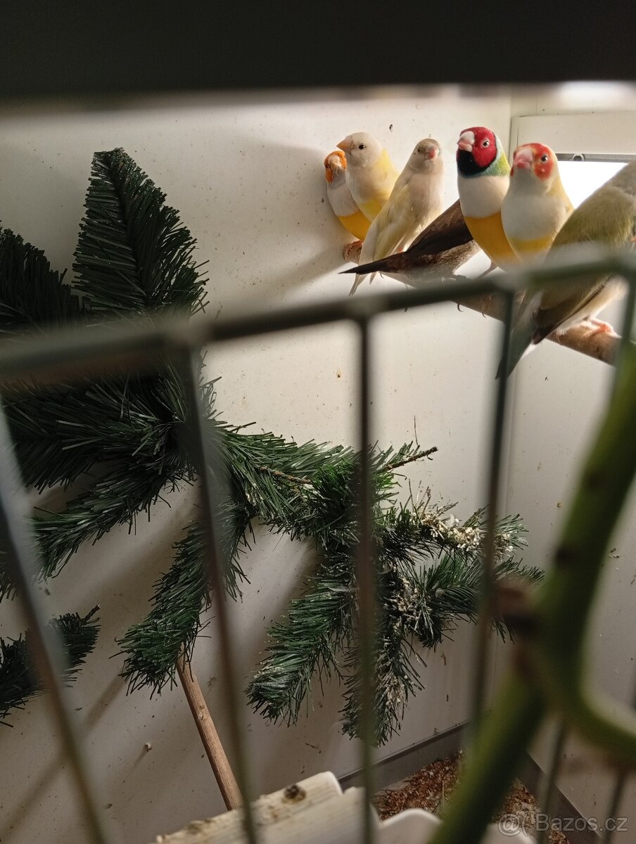 Amadina gouldova, astrild, amada, drobotina - 8