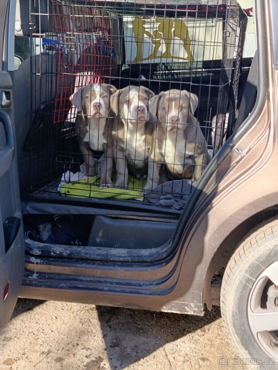 American bully xl xxl - 8