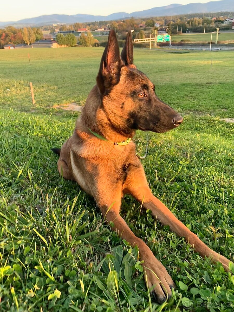 Belgický ovčák - malinois s PP - 8