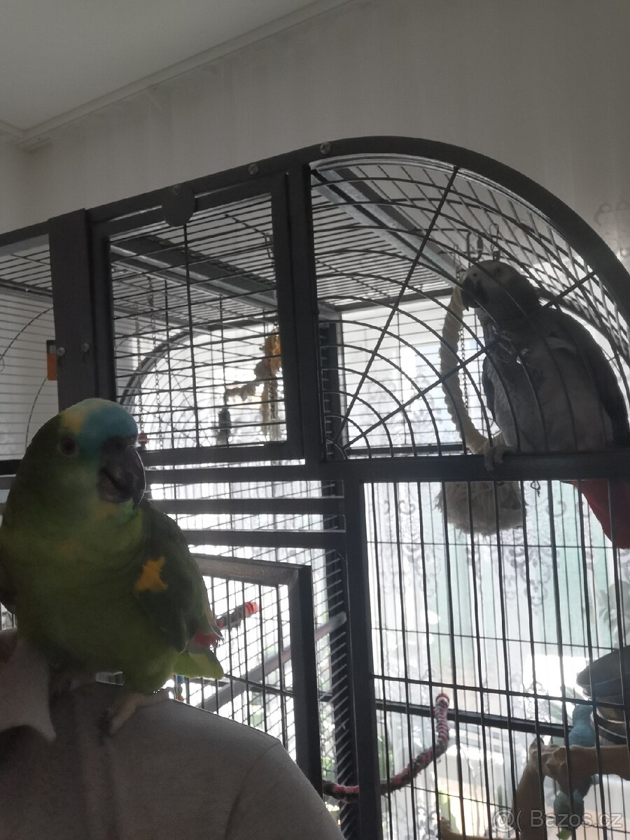 papoušky pouze komplet klec +2 papoušky - 8