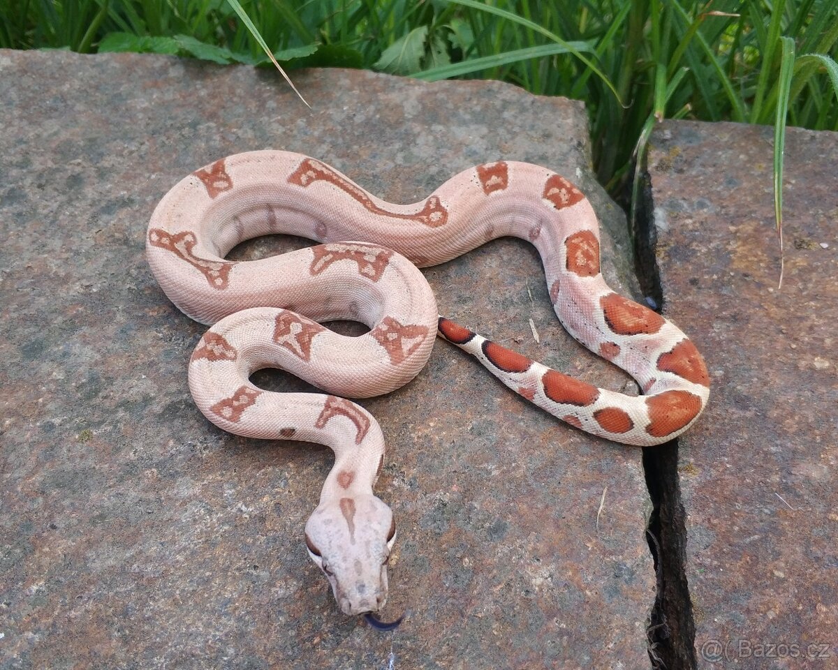 Boa imperator - Normal a Hypo 66% het Sterling VPI - 8