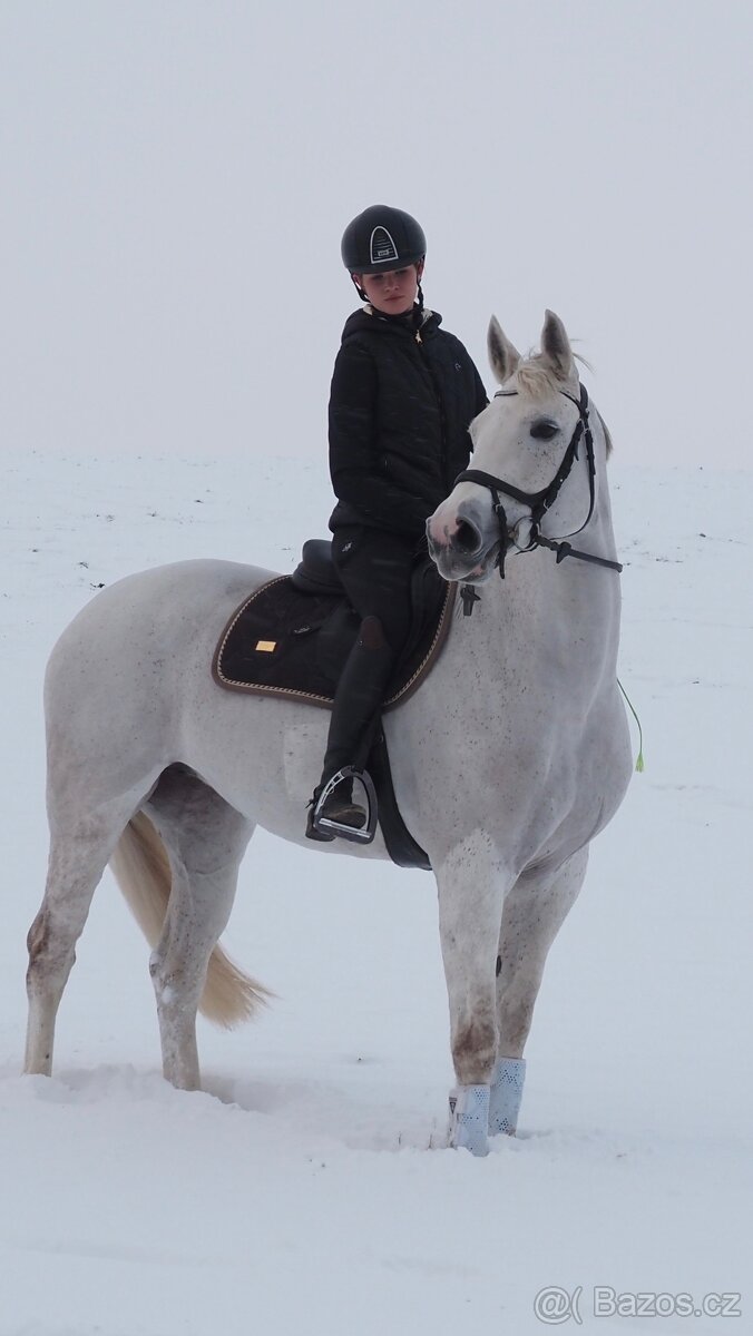 10 letá oldenburská klisna - 8