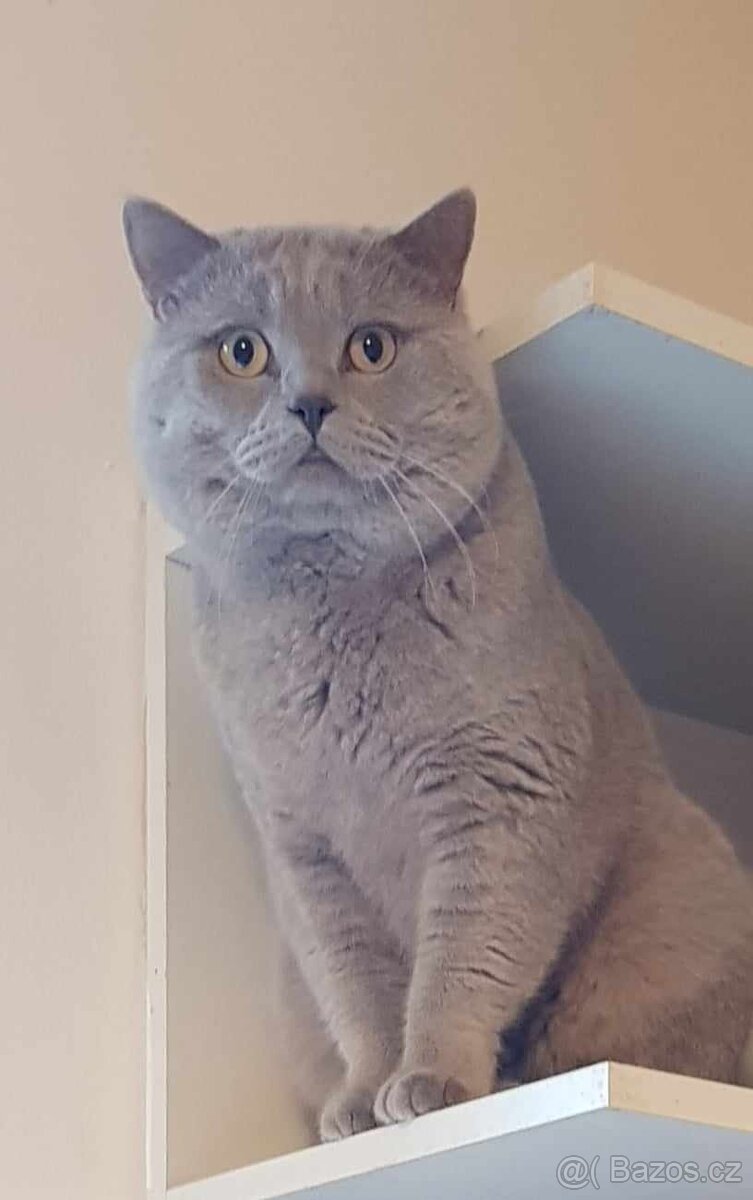 Britský lila kocour ke krytí - 8