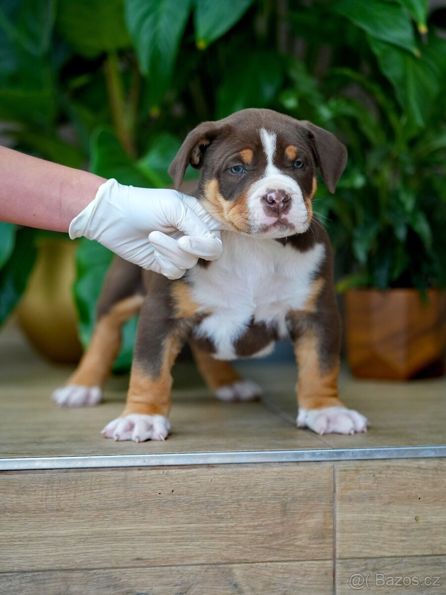 American Bully XL/XXL - 8