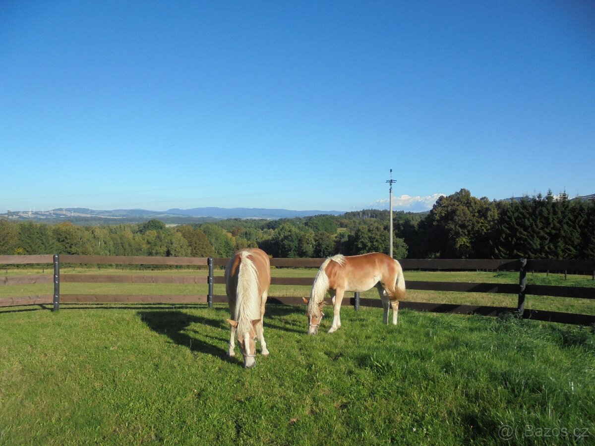 Prodám klisnu Hafling - 8