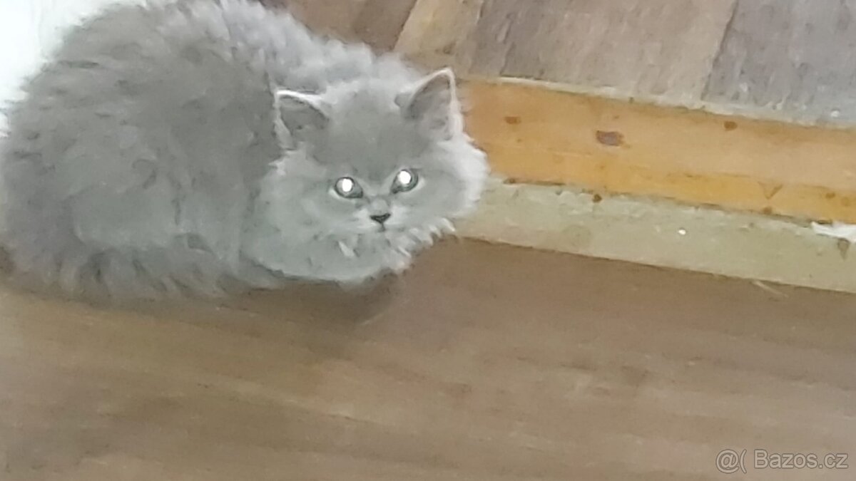 Nabízím čistokrevná britská koťata bez PP - 8