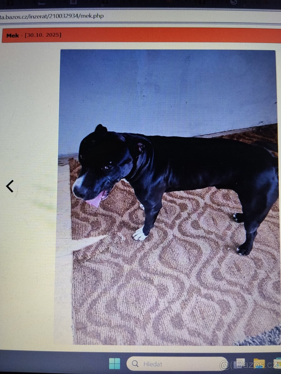 Pozor Pitbulové, kteří jsou útoční - 8