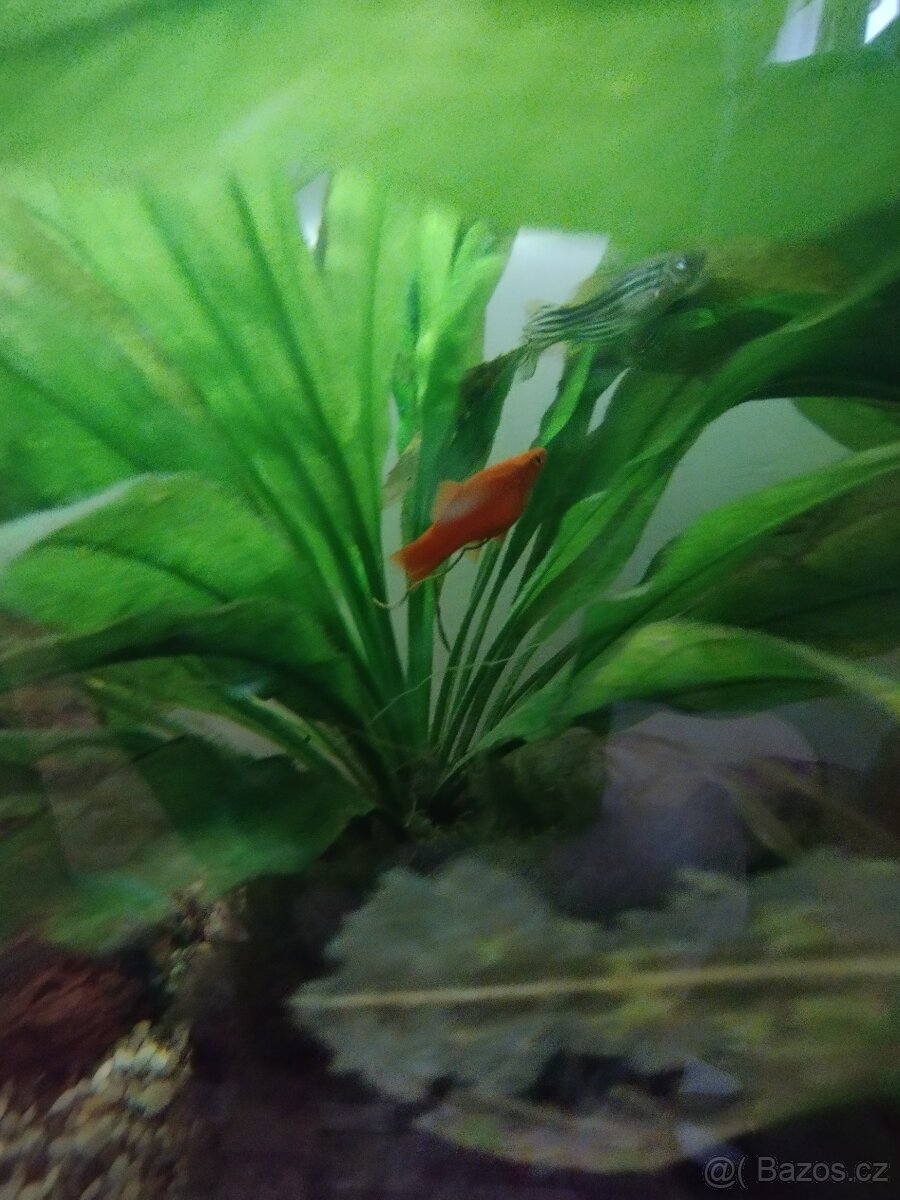 Akvárium 80×35×40 - 8