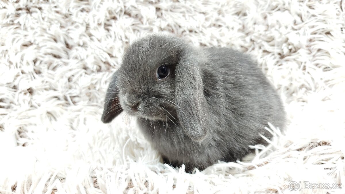 Zakrslý beránek, králíček, králík - KVIDO - 8