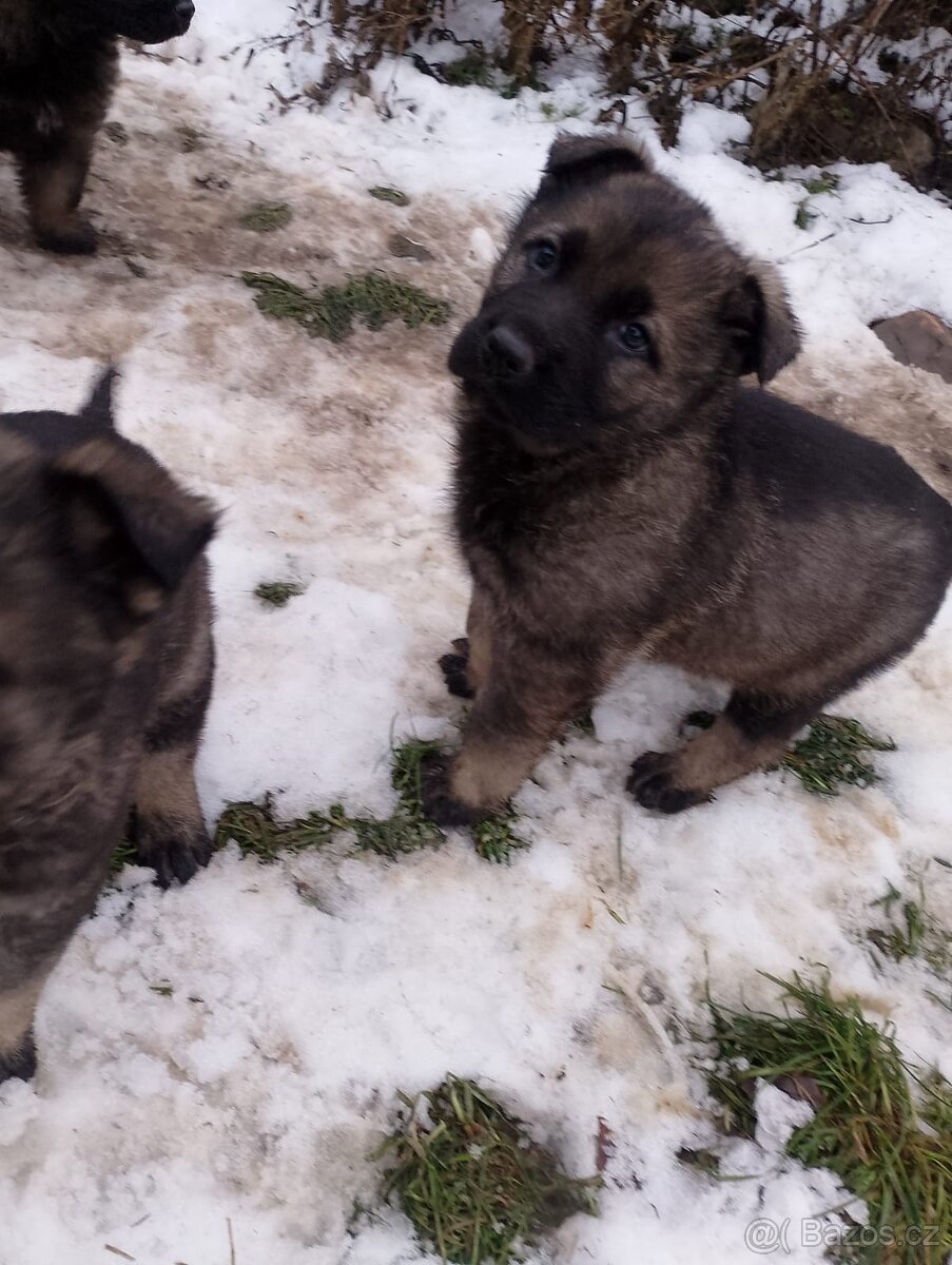 Německý ovčák - 8
