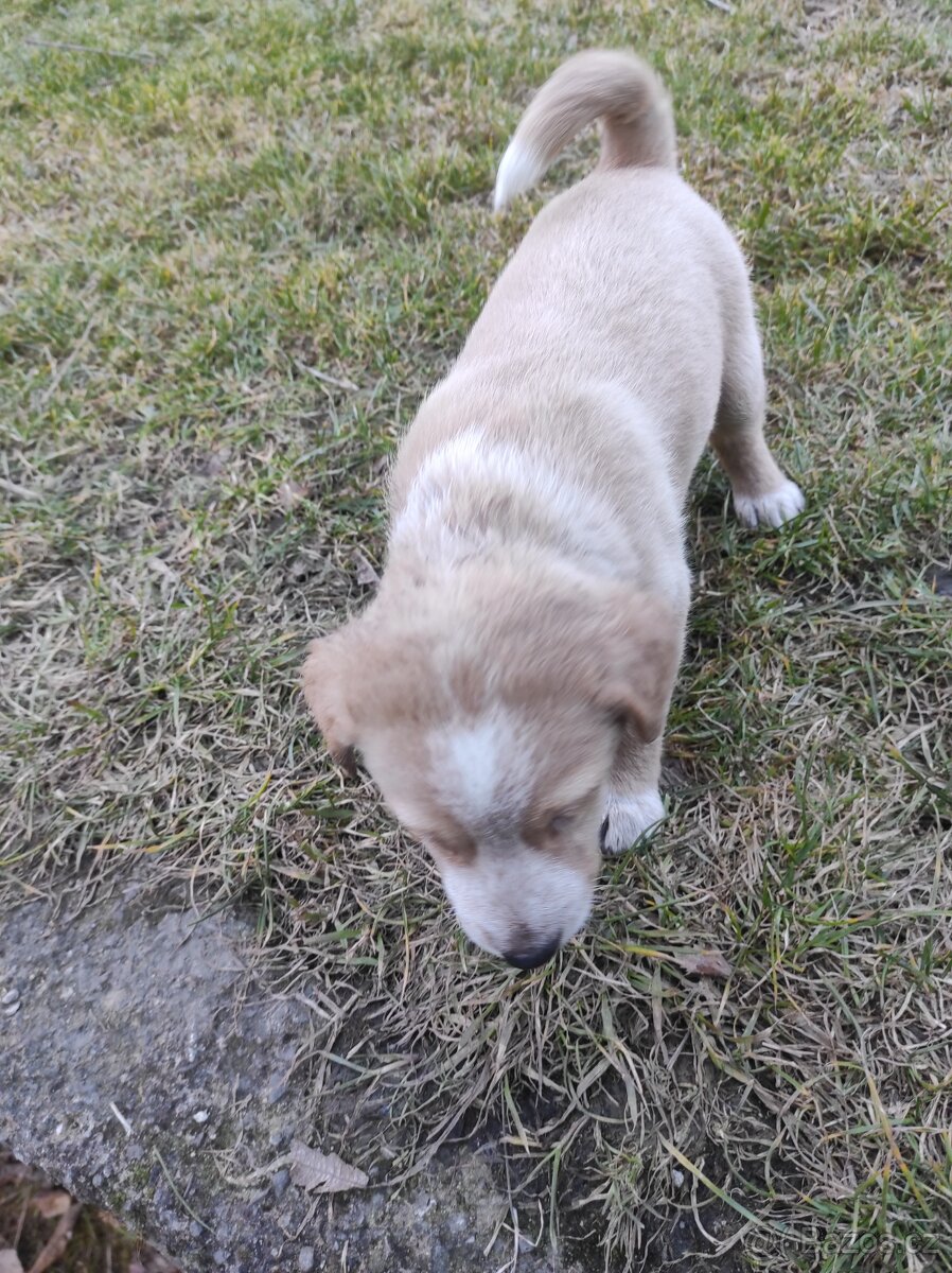 Prodej štěňat - 8