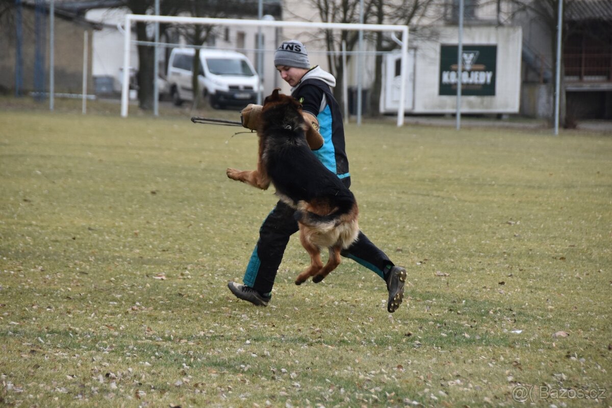 Německý ovčák štěňata - Rokycany - 8