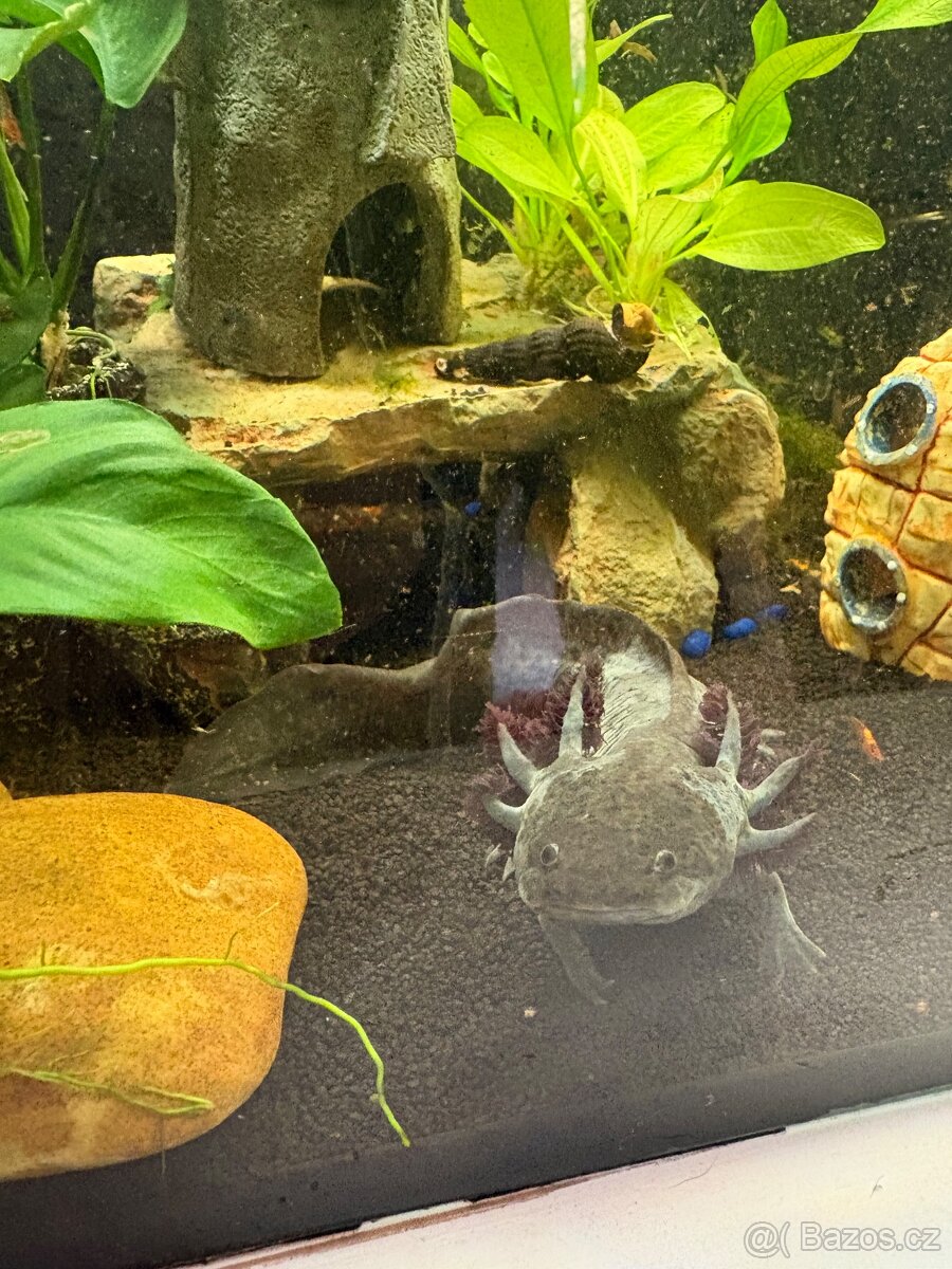 Prodám Axolotla - Akvarium s vybavením - 8