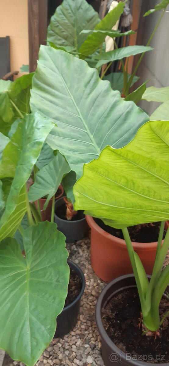 Kolokazie jedlá-Taro - 8