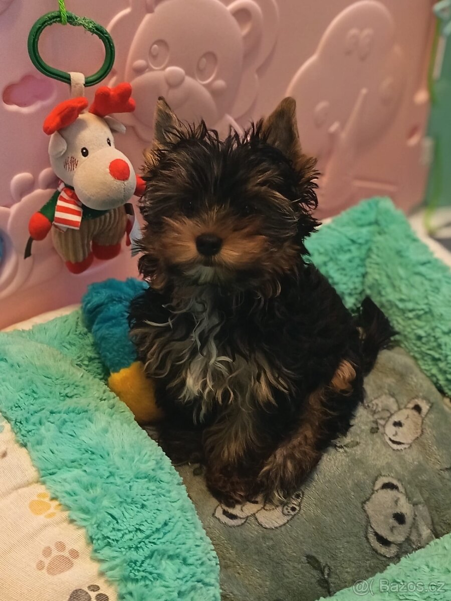 Jorkšírský teriér s PP - 8