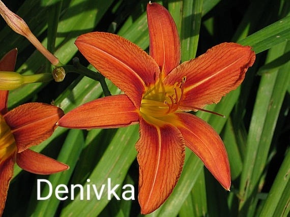 Trvalky, skalničky, jahody, pokojovky, leknín,byliny,sukulen - 8