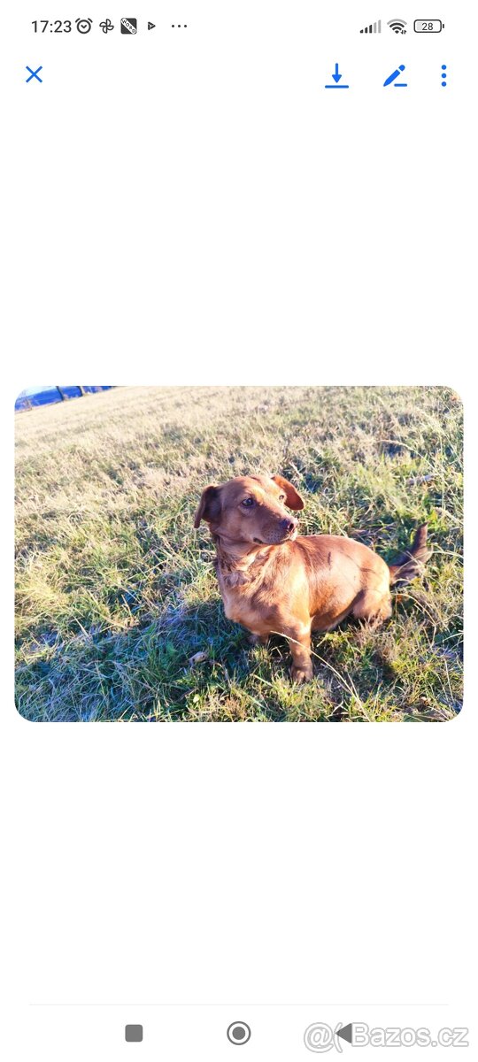 Štěňata křížence, střední plemeno - 8