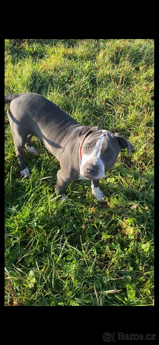 American Bully XL - 8