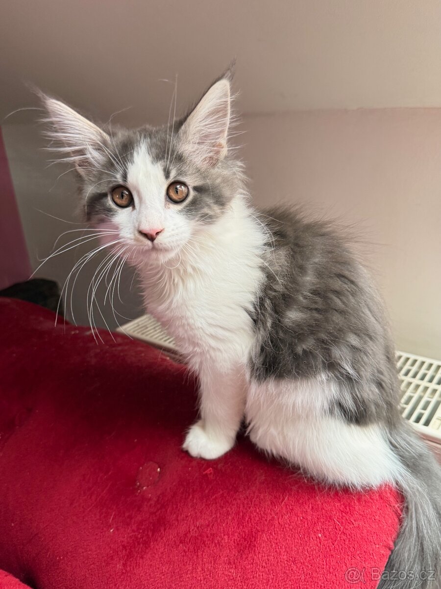 Mainská mývalí bez PP - 8