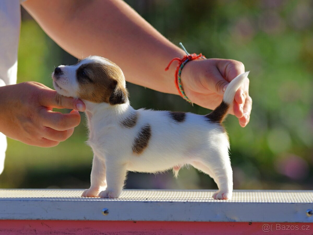 Jack Russel teriér s PP - Aurelius - 8