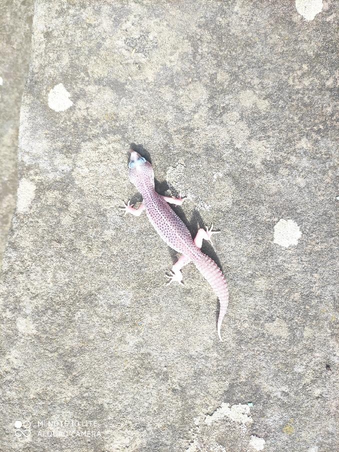 gekončík noční, terárium - 8