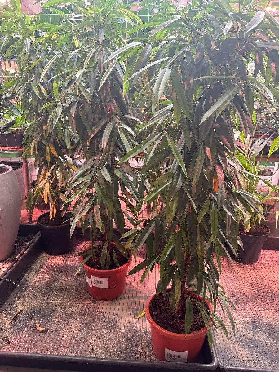 POKOJOVE KVETINY - 8