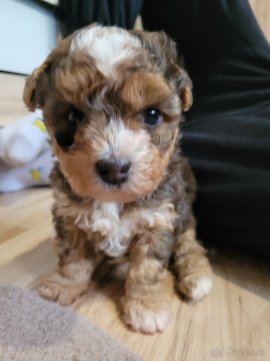 Jorkšírský teriér - 8