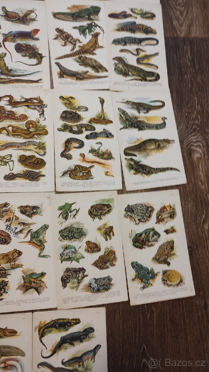 Kobrův příruční atlas - 8