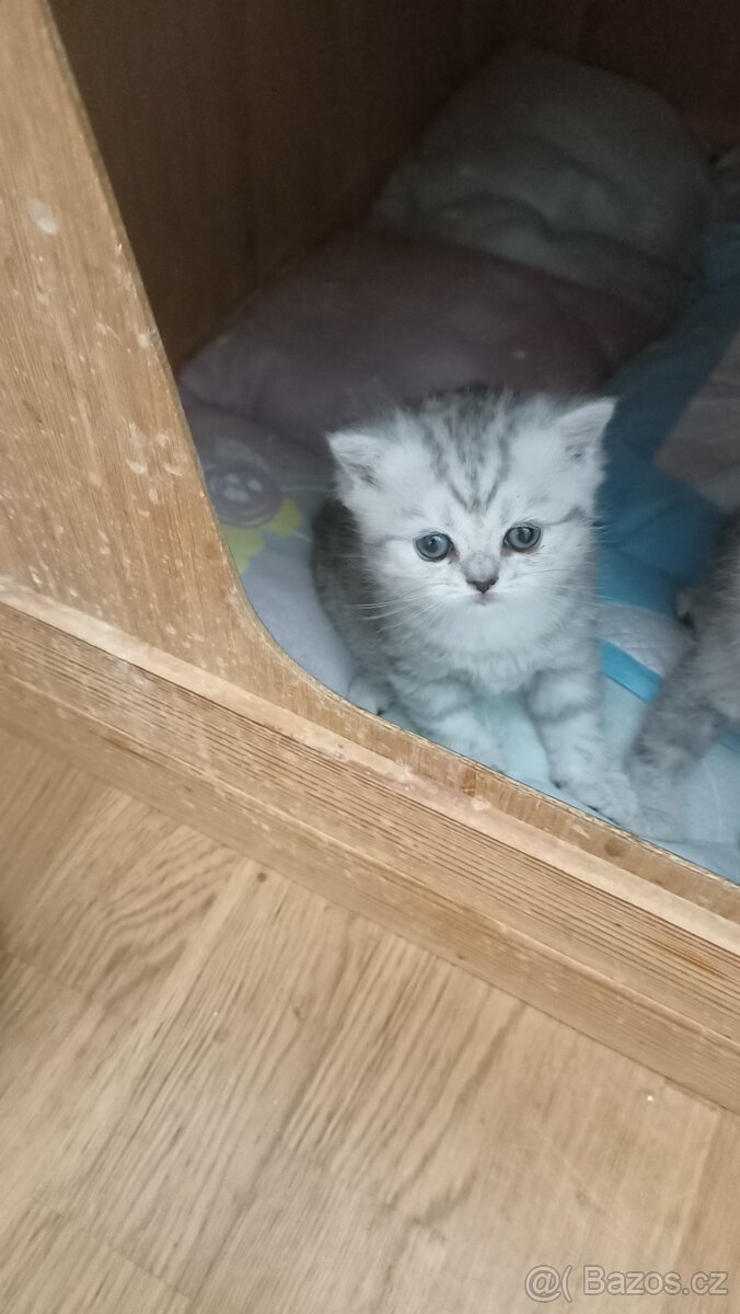 Britská stříbřitá koťátka s PP - 8