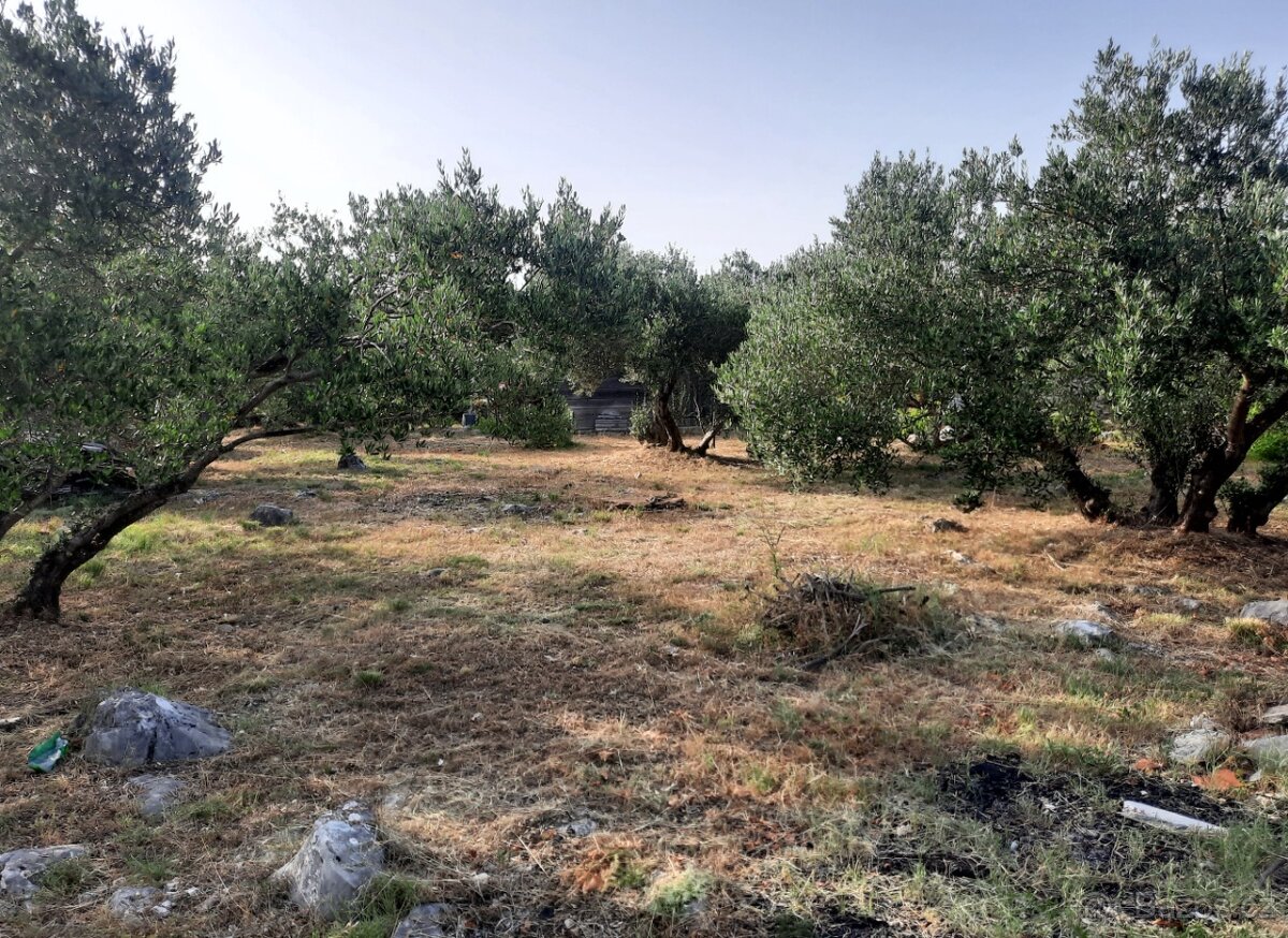 Kamenný dům s olivovým sadem - 8