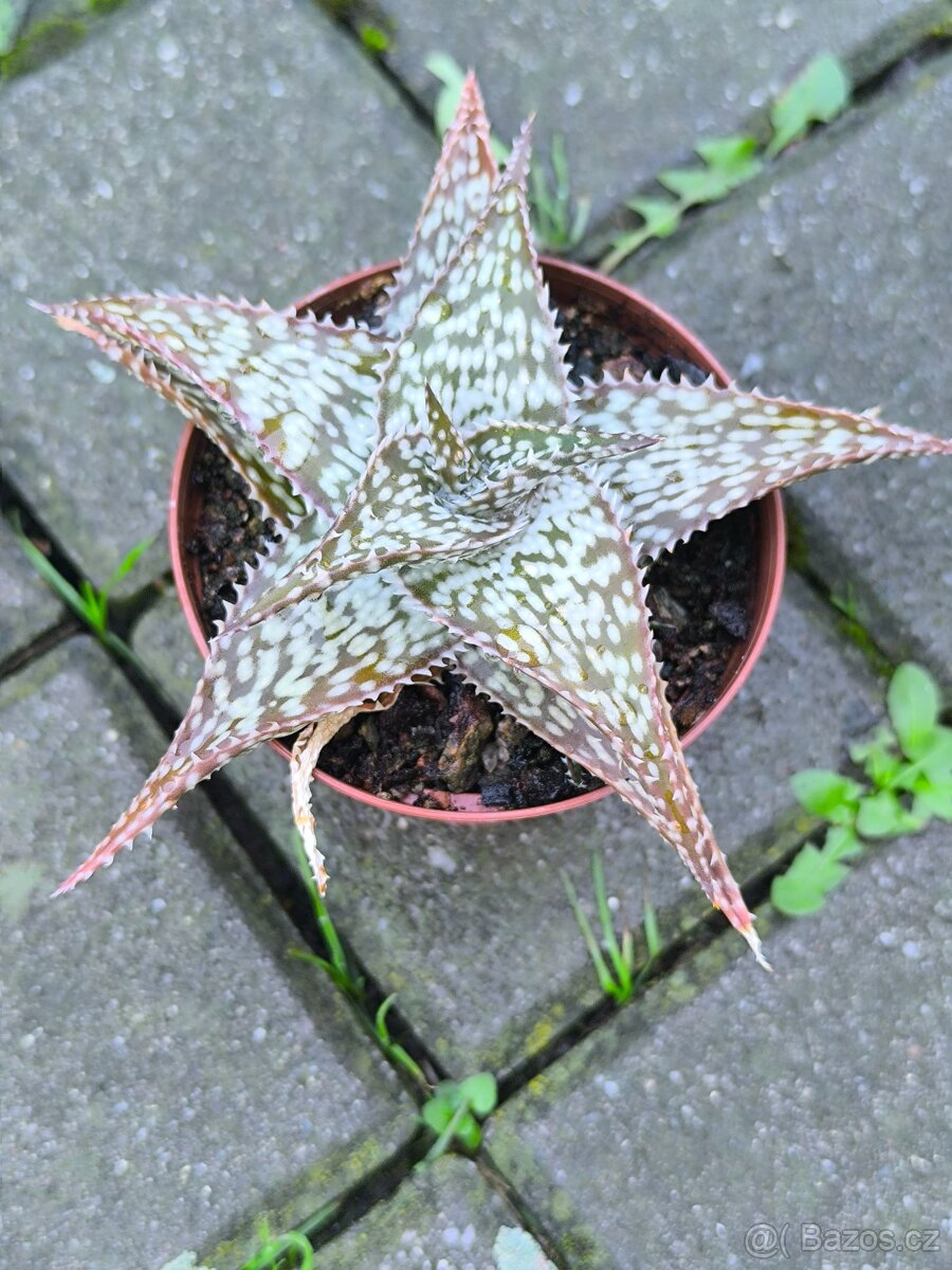 Sukulenty,kaktusy - 8