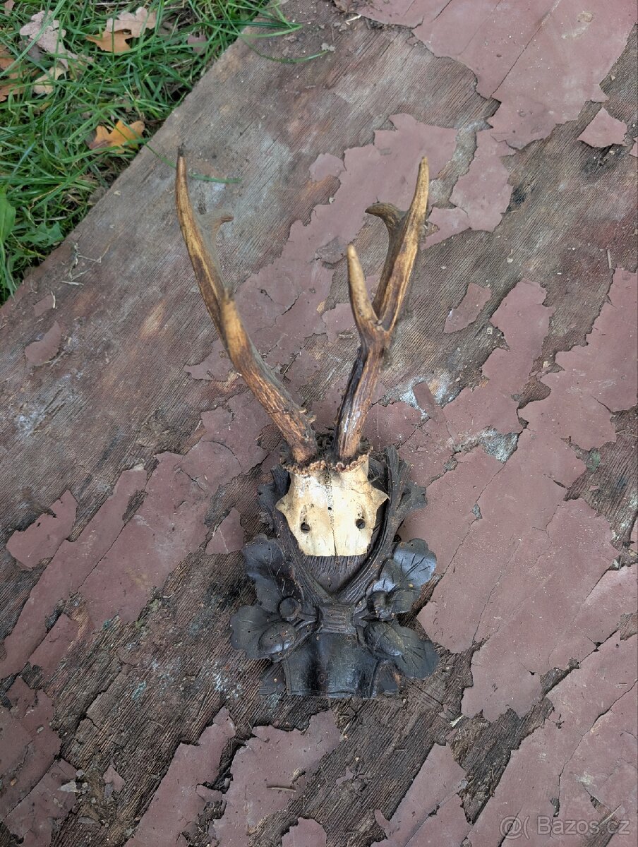 Vycpaniny trofeje - 8