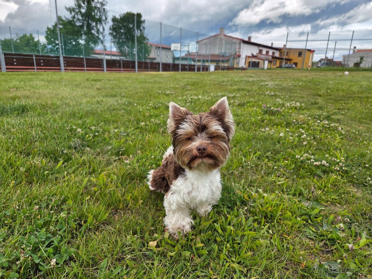 Yorkshire teriér s PP/ krytí - 8
