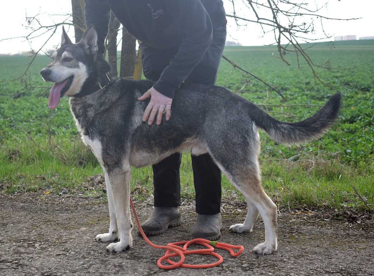 🐾 Rony – oddaný pejsek, který by pro svého člověka snesl i - 8